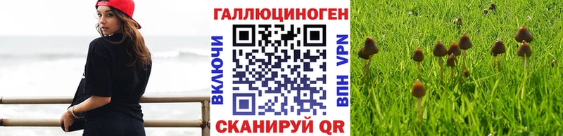 дарнет шоп  Ардатов  Псилоцибиновые грибы Magic Shrooms 